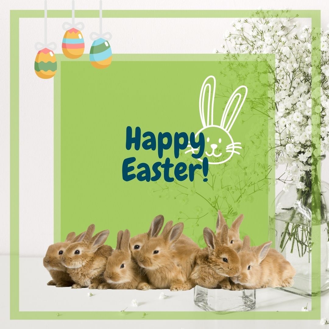 Genießt die Ostertage 🙃🐰!

#Ostern #froheOstern #happyeaster #Hase #Osterhase #eiersuchen🐰🐥 #habteineschönezeit